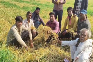 SAGAR WHEAT CROP DESTROYED