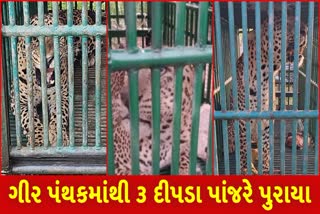 ગીર પંથકમાં આતંક મચાવનાર ત્રણ દીપડા અંતે પાંજરે પુરાયા