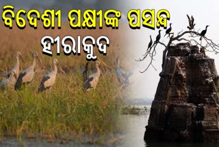 Annual Migratory Bird Census In Hirakud Reservoir