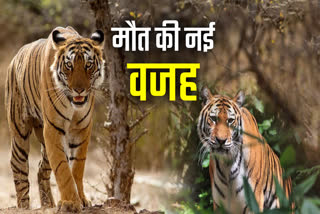 TIGER DEATH CAUSES MADHYA PRADESH