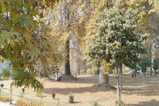 Kashmir's Iconic Chinar Trees To Get Digital Protection As Forest Department Launches GIS-Based Conservation Project