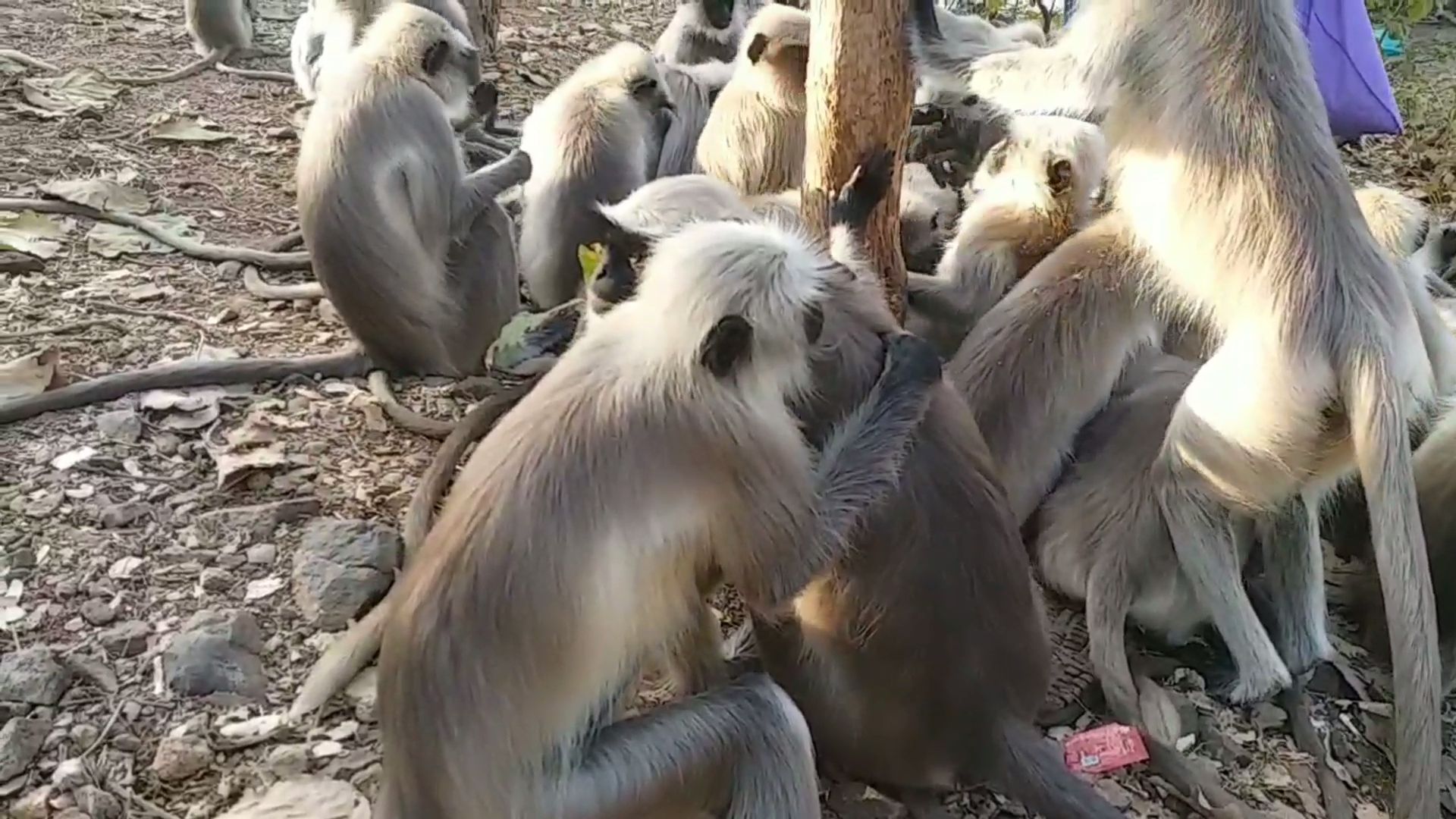 એક બીજાને ગળે મળીને ભેટતા કપિરાજ