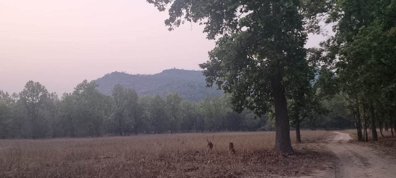 BANDHAVGARH CHITAL SHIFTING