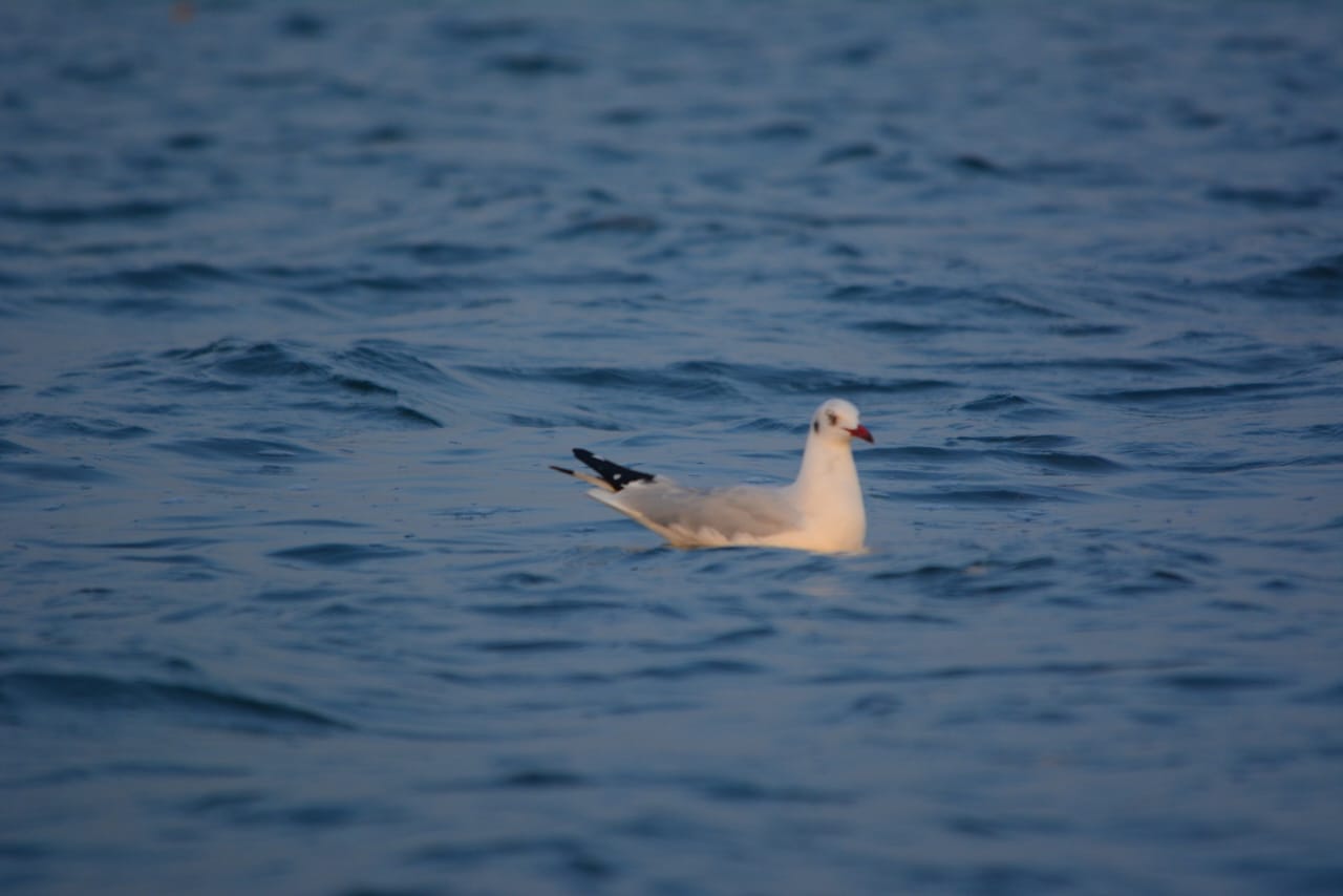 Bird census In Hirakud