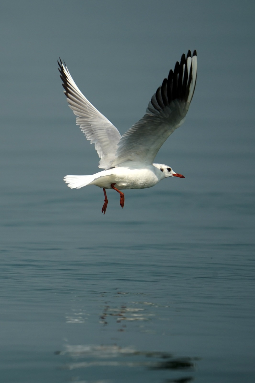 Bird census In Hirakud