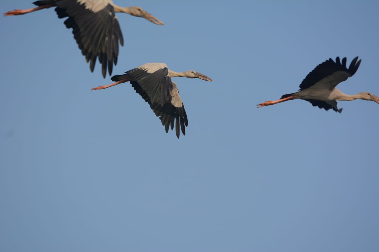 Bird census In Hirakud