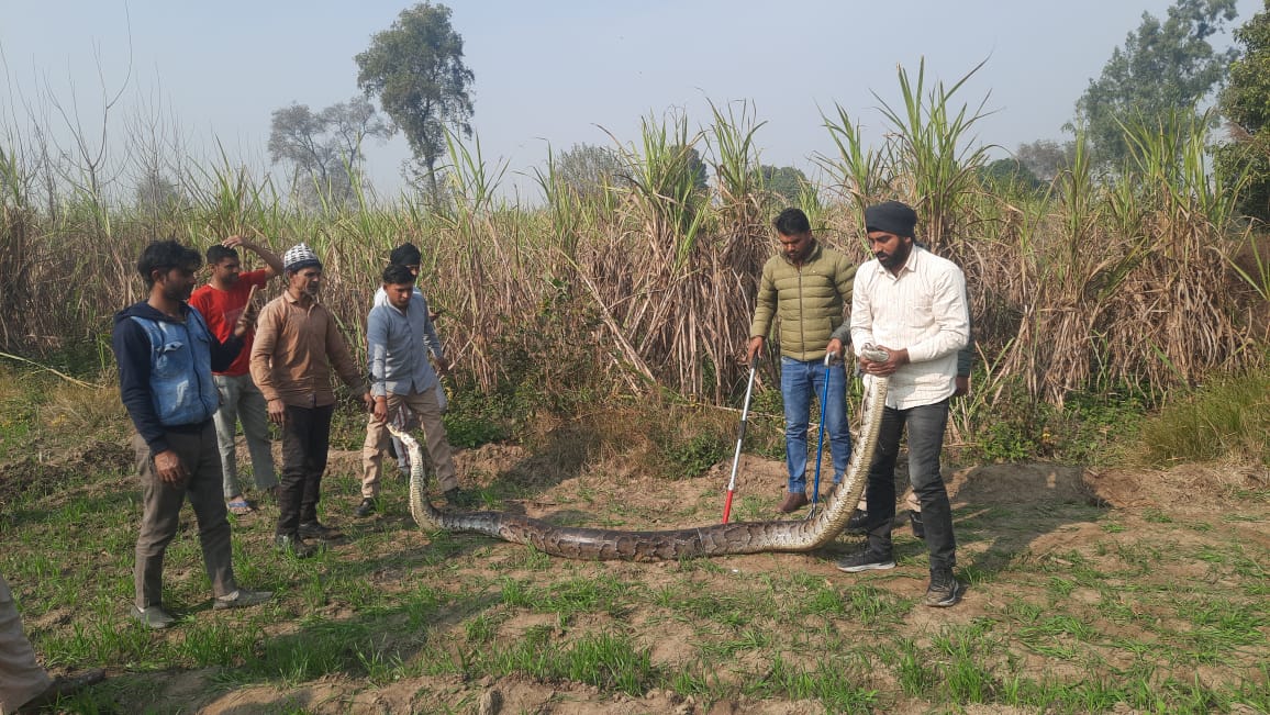 Python Rescue