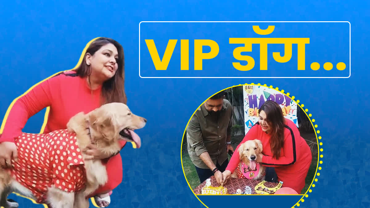 Birthday party of vip dog handsome indore mp