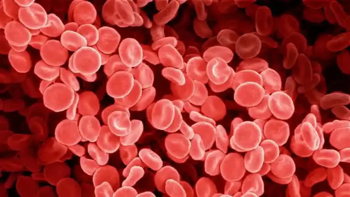 Food for Hemoglobin News