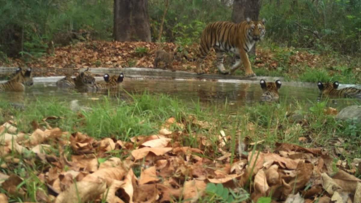 Supreme court on Forest Conservation Act 1980