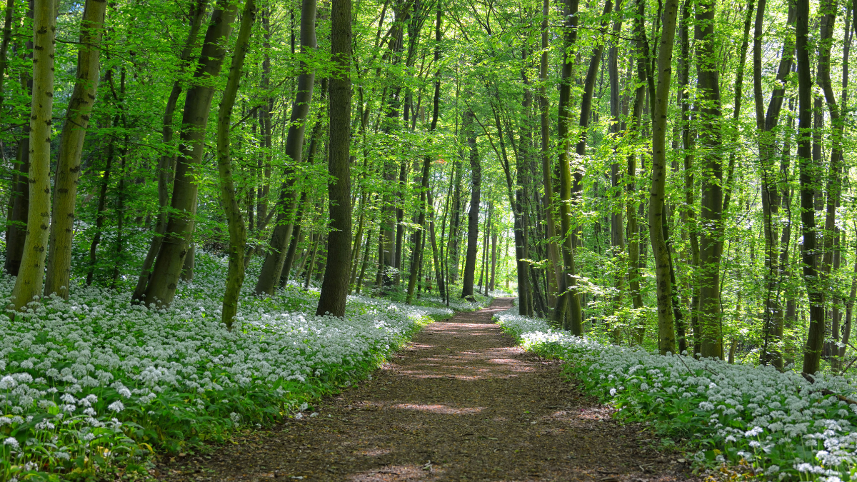 Supreme court on Forest Conservation Act 1980