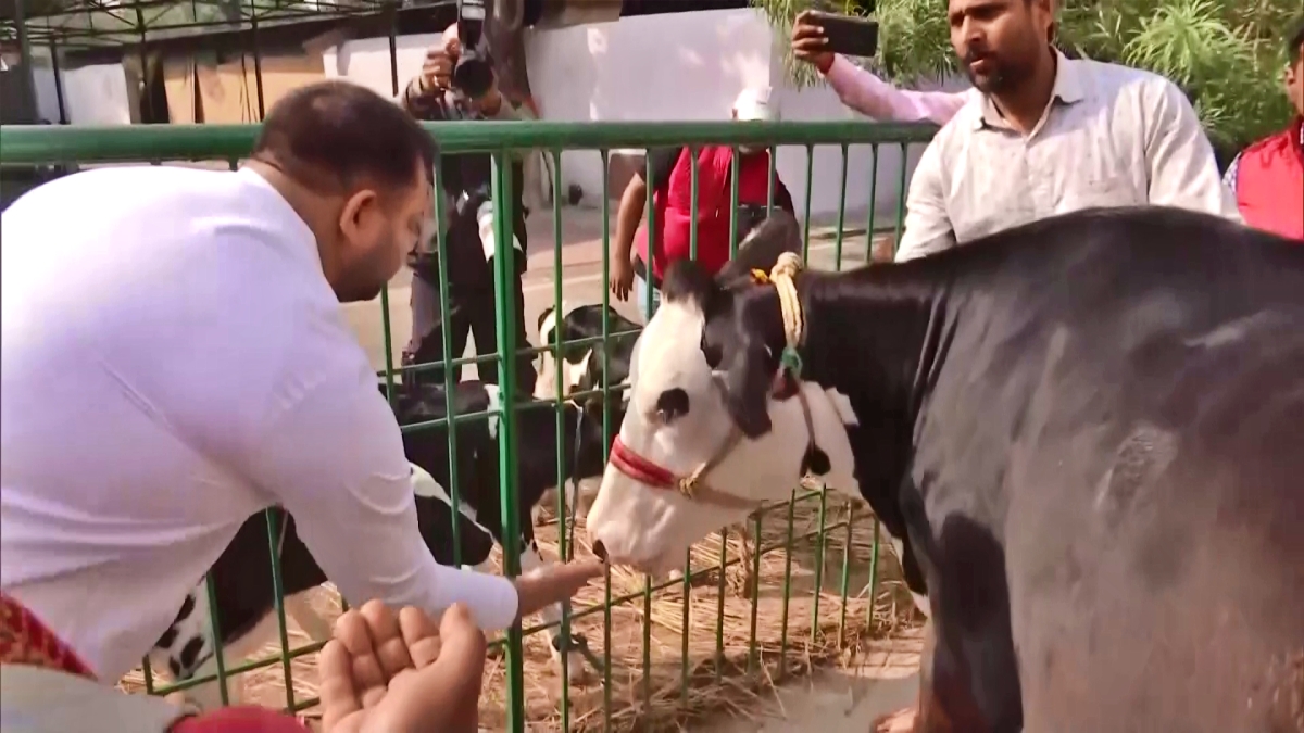 गाय को चारा खिलाते तेजस्वी यादव