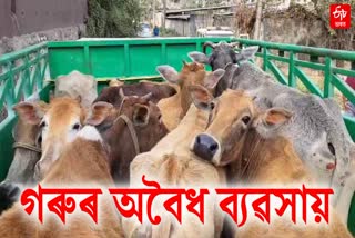 garchuk police seized smuggled-cattle in guwahati