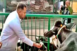 गौशाला में पूजा