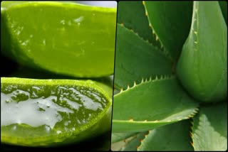 aloe vera health benefits for skin