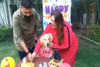 'Handsome' Dog Cuts Birthday Cake in Luxury Hotel