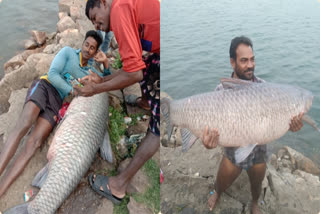 80-Kg Fish Trapped in Net of Fisherman at Sarodha Dam; Villagers Say one of the Firsts for Kawardha