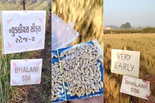 ambavi-bhai-has-so-far-prepared-304-varieties-of-wheat-seeds-junagadh