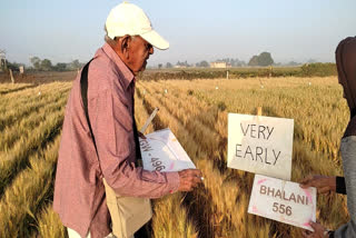 Gujarat: Octogenarian Ambavibhai Has An Unquenchable Thirst for Wheat Research