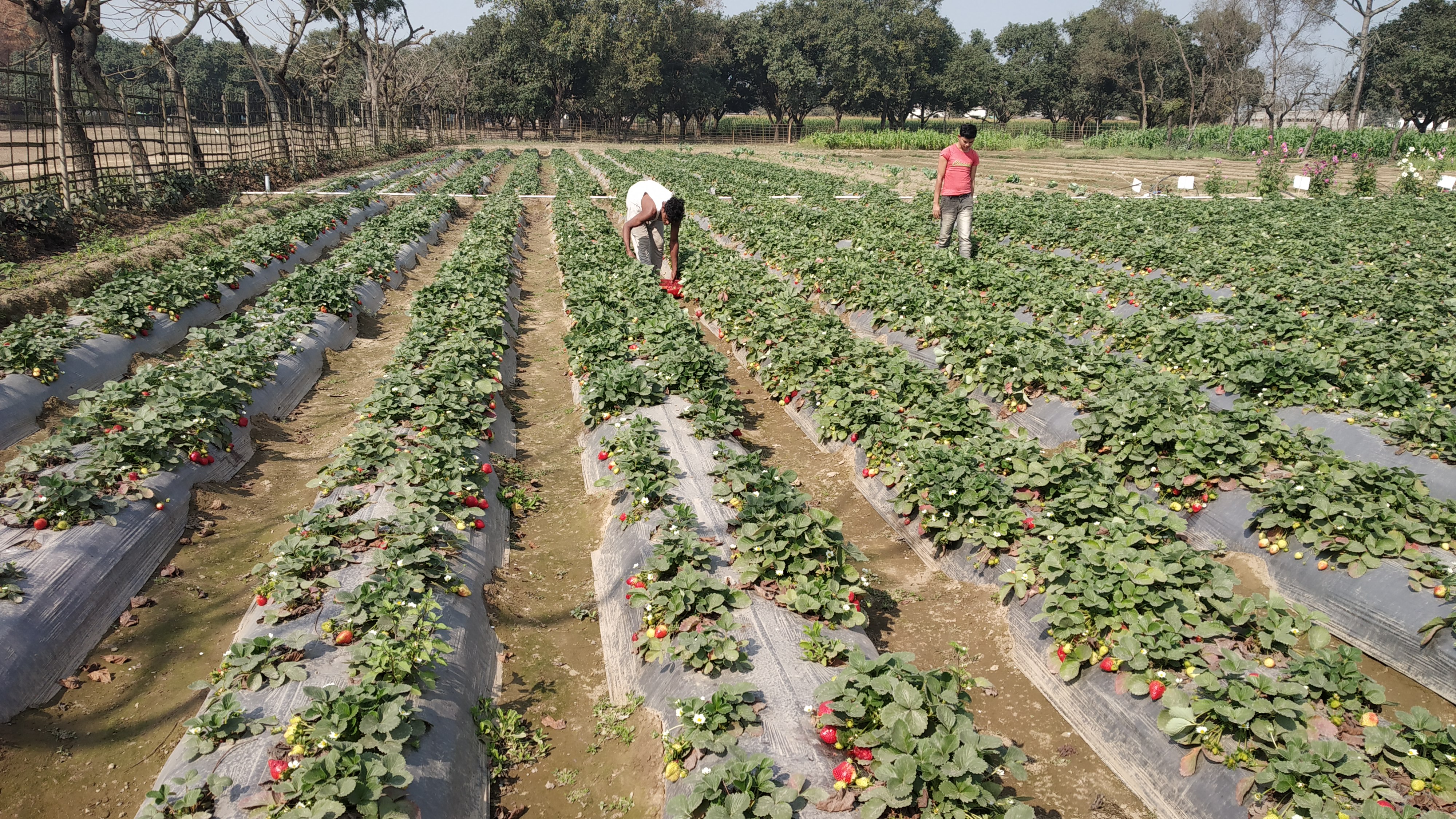 अररिया में तीन साल से हो रही स्ट्रॉबेरी की खेती