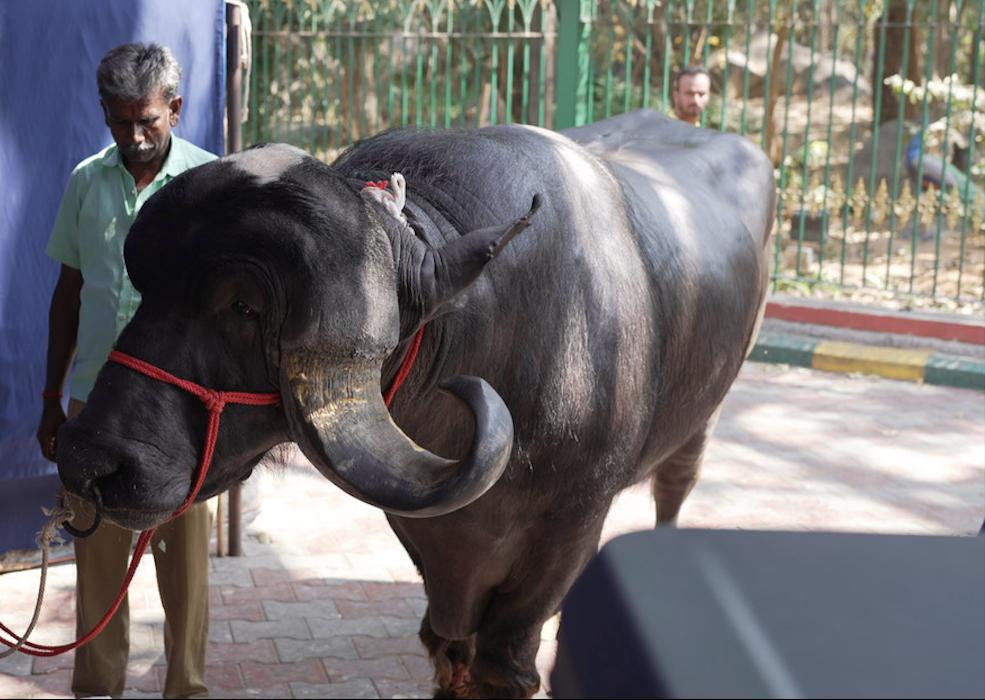 Bull Temple  film Karavali  Bangalore  ಪ್ರಜ್ವಲ್ ದೇವರಾಜ್  ಗಜಗಾತ್ರದ ಕೋಣ