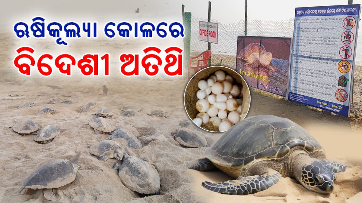 Mass Nesting of Olive Ridley Turtles