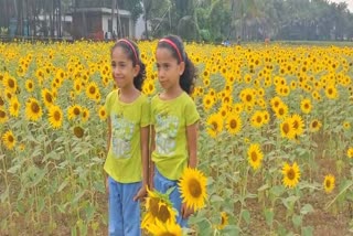 സൂര്യകാന്തി പാടം അയ്യോത്ത്  SUNFLOWER BLOOMED IN AYYOTH  കുരുന്നുകളുടെ സൂര്യകാന്തി കൃഷി  STUDENTS SUNFLOWER CULTIVATION