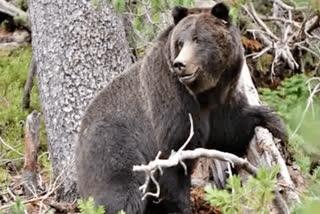 Bears roam in cashew orchards