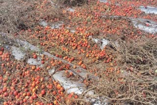 Barwani tomato prices down