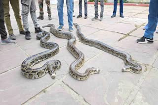 THREE PYTHONS RESCUED IN RAMNAGAR