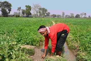 Last year, the governement imposed a ban on potato export to stabilise prices.