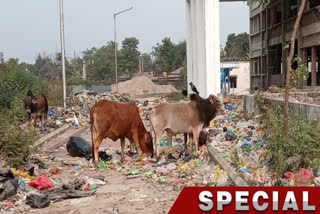 CATTLES CONSUMING BIO WASTE