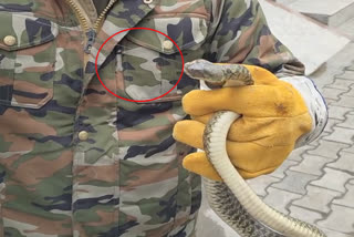 SNAKE TRAPPED IN CHINESE STRING