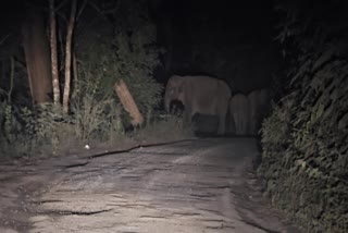 ELEPHANTS MOVEMENT IN RAMNAGAR NAINITAL