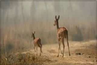 Chital Shifting in Ghana