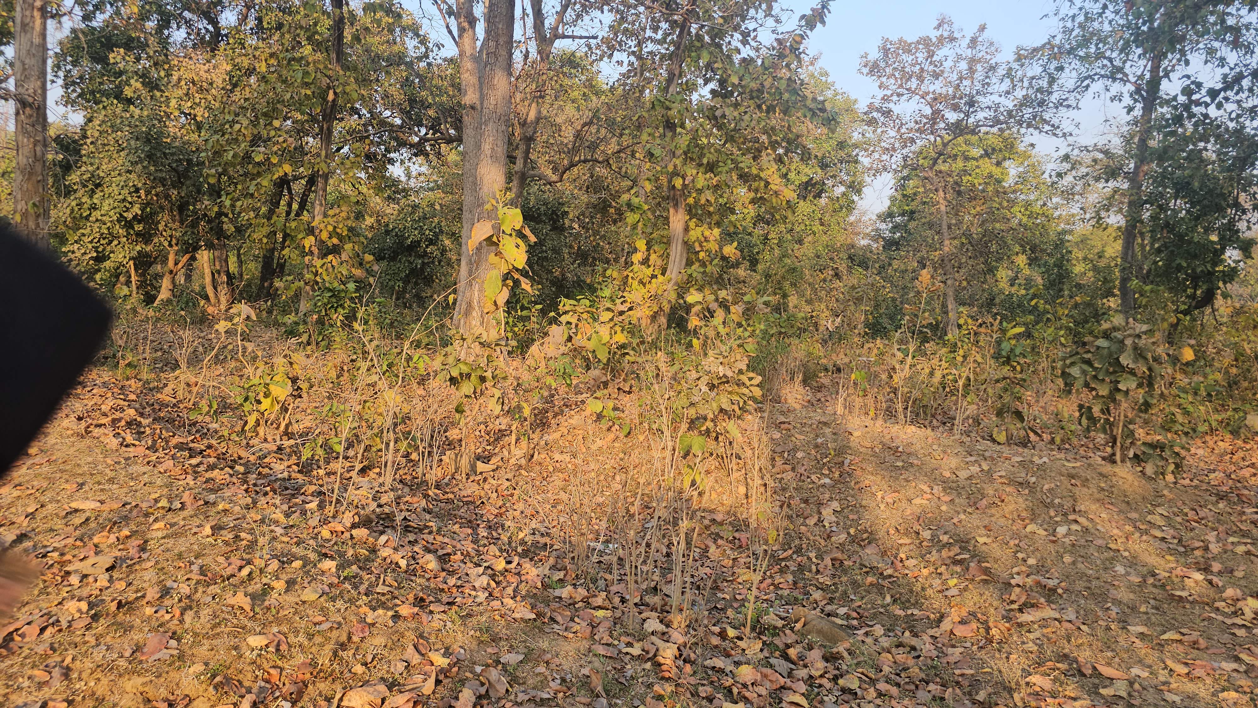 Bijapur Panchayat Elections