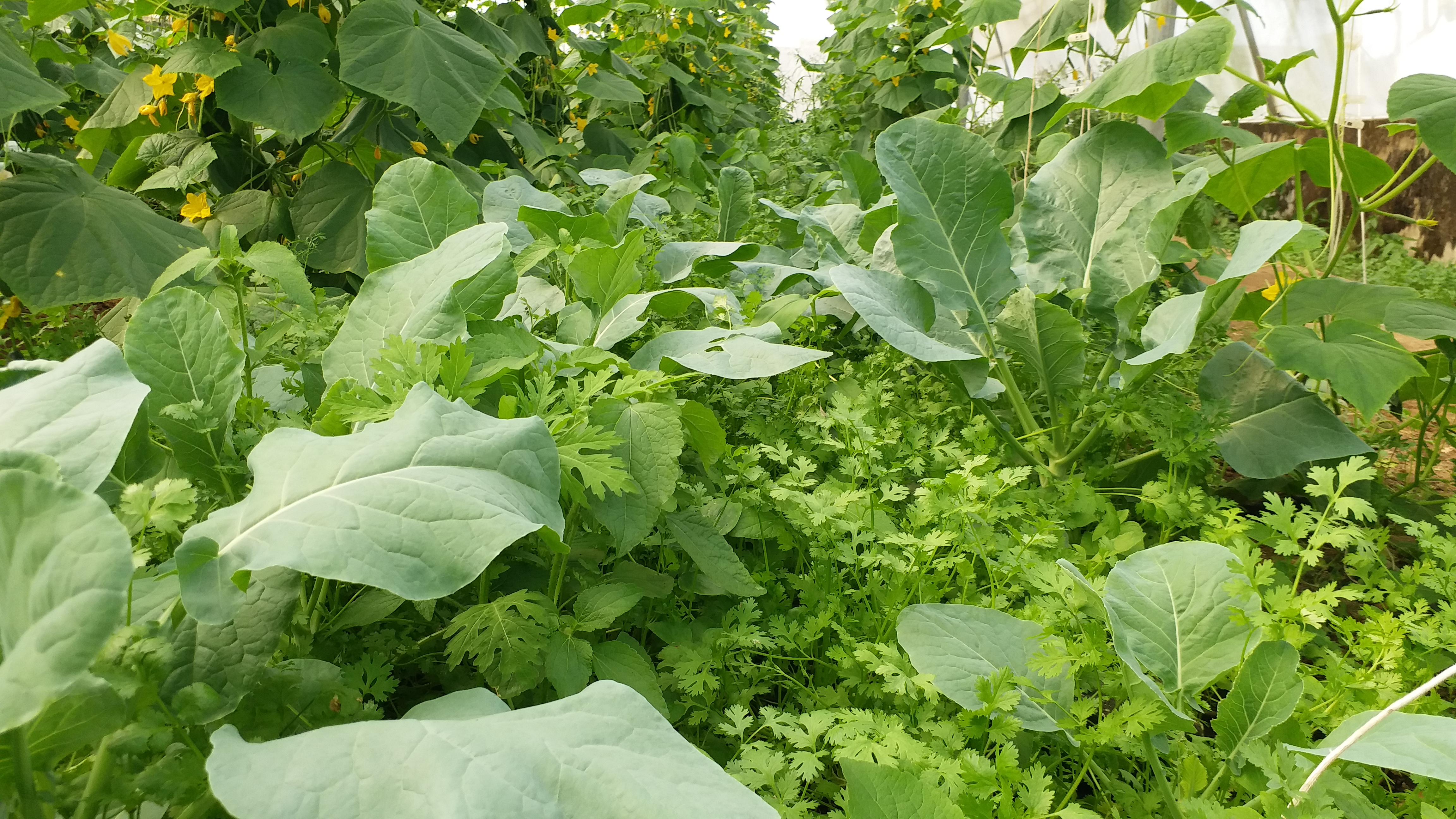 Cucumber Farming