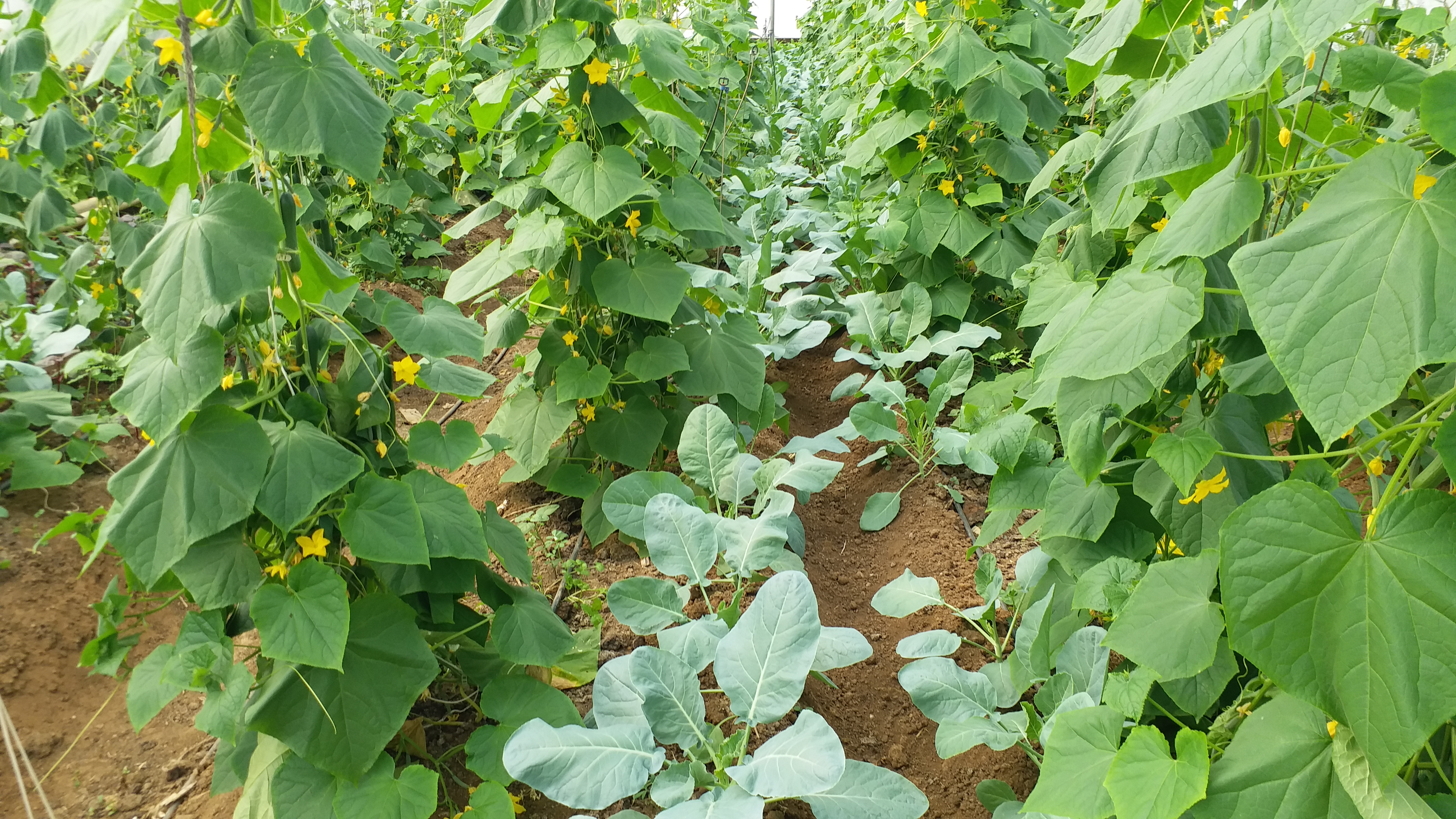 Shahdol Farmers Cucumber Farming