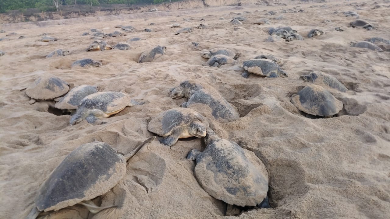 Olive Ridley Turtle_Nesting Begins