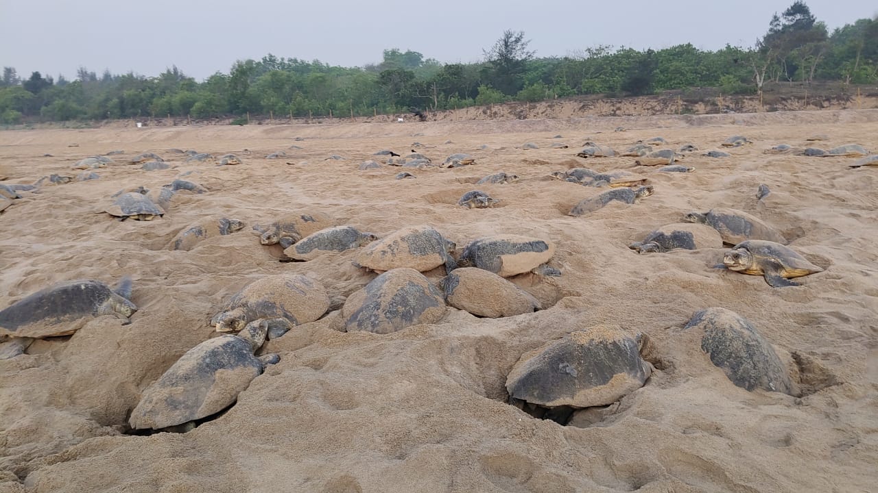 Olive Ridley Turtle Mass Nesting At Rushikulya Beach