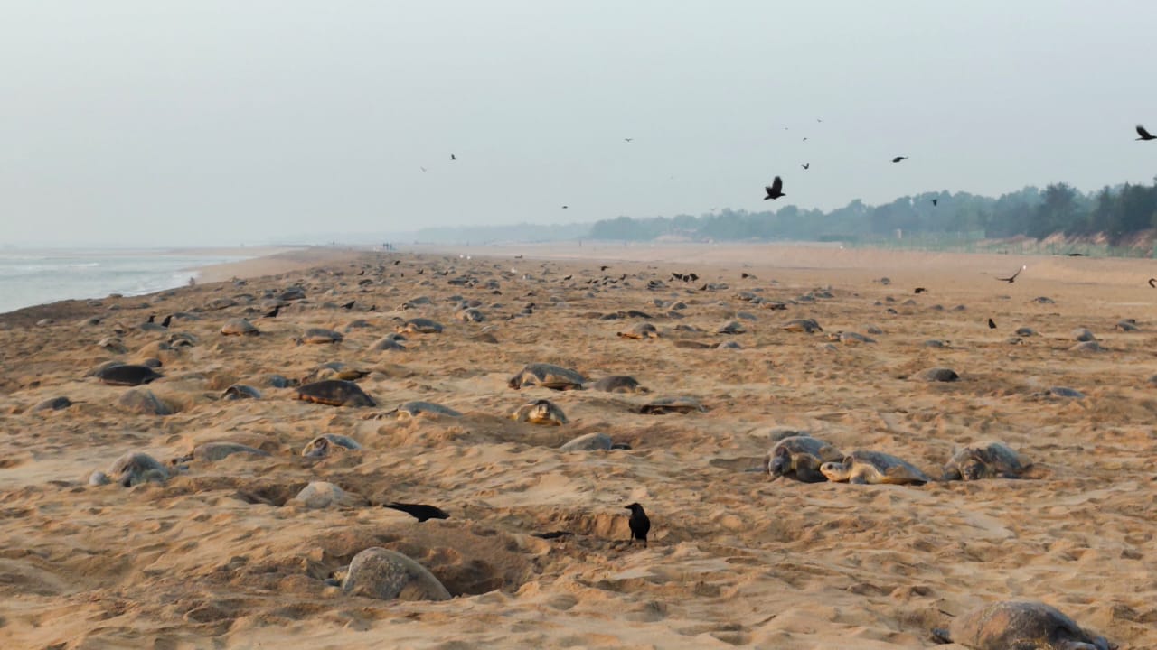 Rushikulya Beach Turtle_Nesting