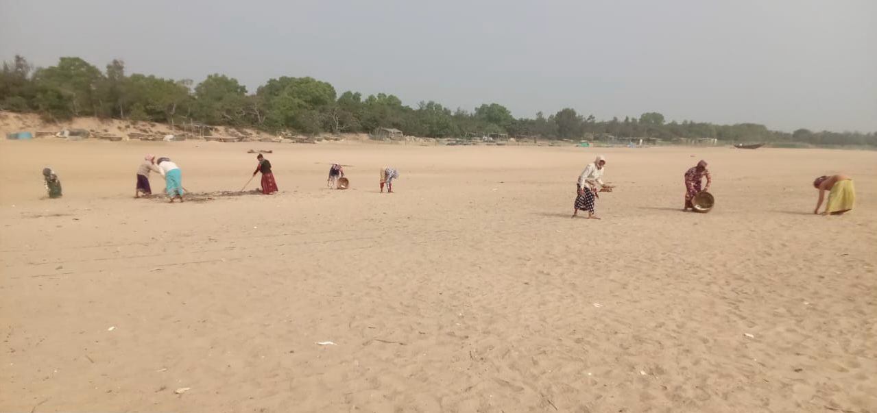 Beach Cleaning Works For Olive  Ridley Turtle Nesting