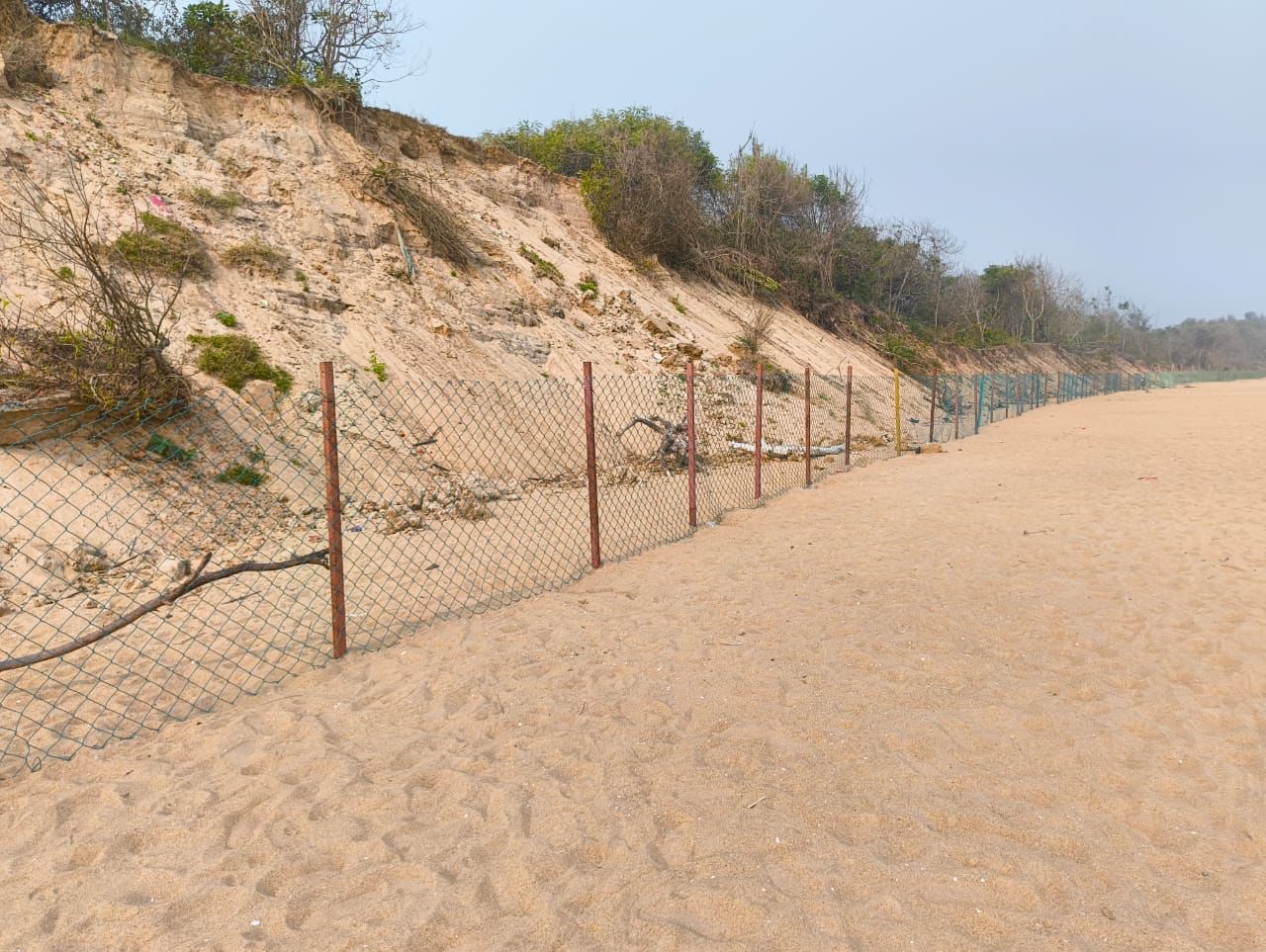 Ganjam Rushikulya Beach Ready For Olive Ridley Turtle Nesting