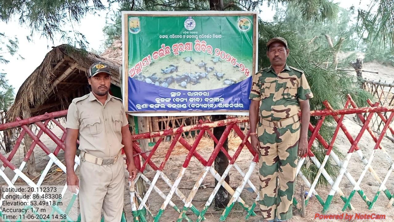 Tight Security For Olive Ridley Turtle Mass Nesting