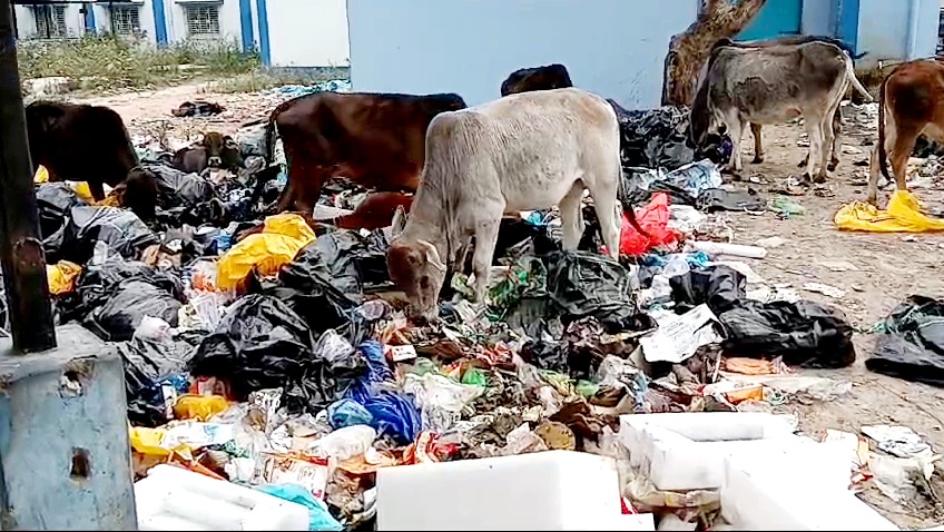 Cattle Consuming Bio Waste