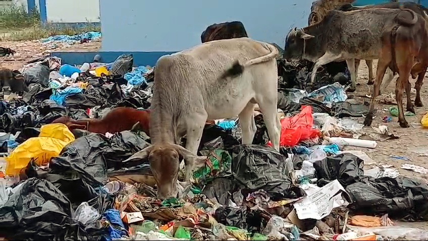 Cattle Consuming Bio Waste