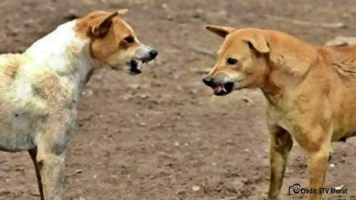 Dog Terror in Banai