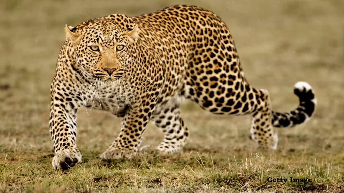 morena leopard death