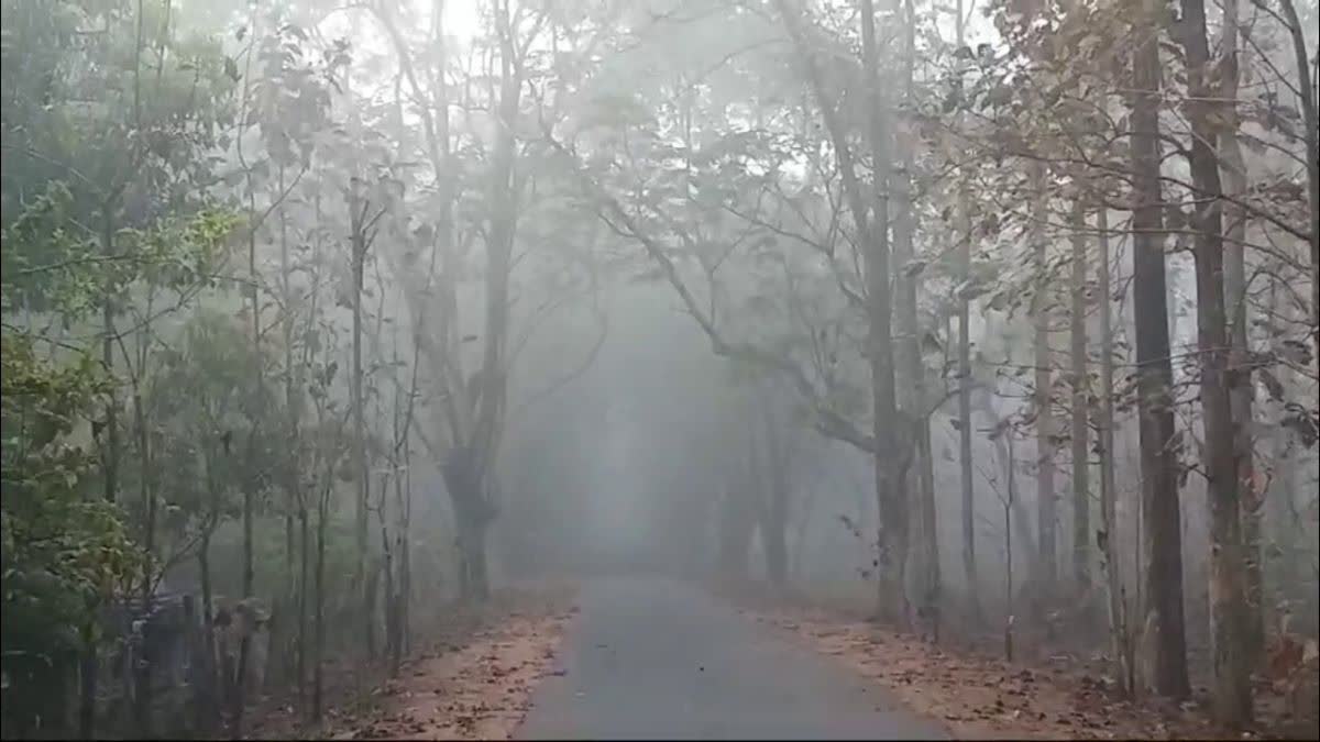 Dense fog after rain and hailstorm