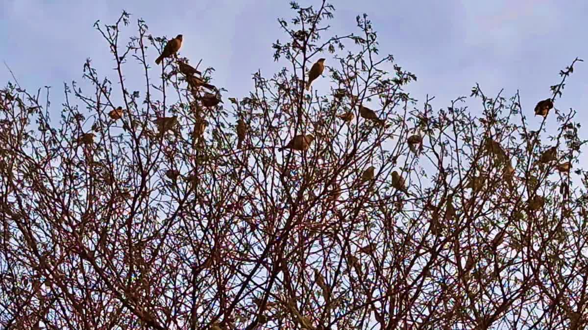 World Sparrow Day 2024